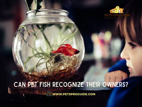 Can pet fish recognize humans?