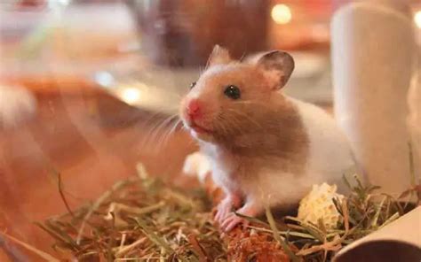 Can pet hamsters live alone?