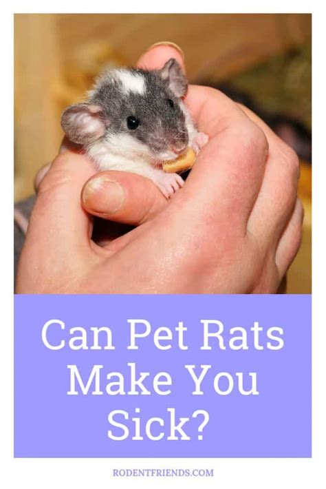 Can pet rats make you sick?