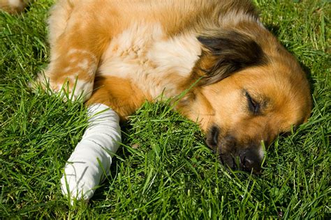 Can pets get trauma?