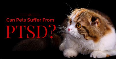 Can pets have PTSD?