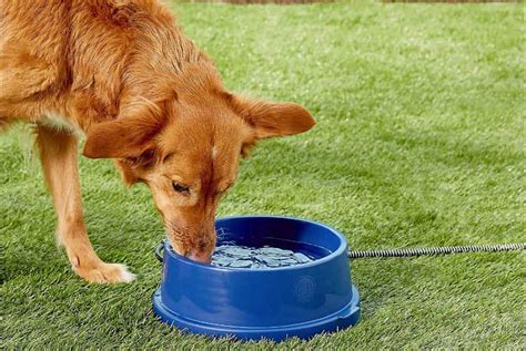 Can pets share water bowls?