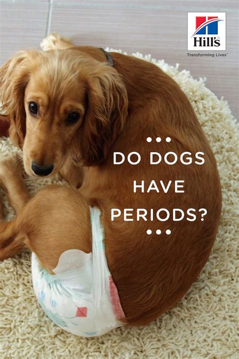 Can pets smell your period?