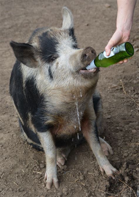 Can pigs drink beer?