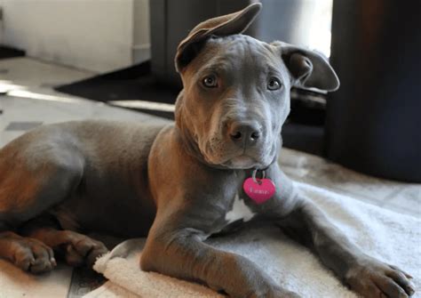Can pit bulls be left alone?