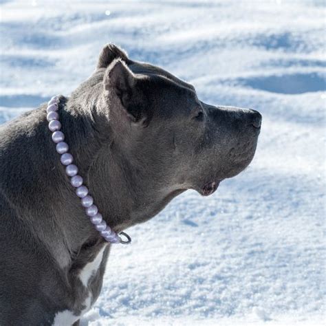 Can pitbulls get colds?