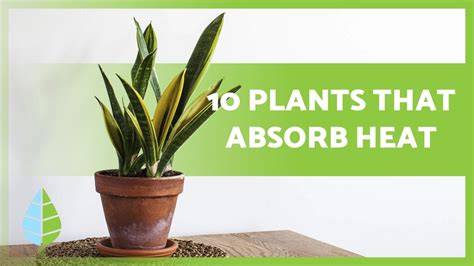 Can plants absorb oil?