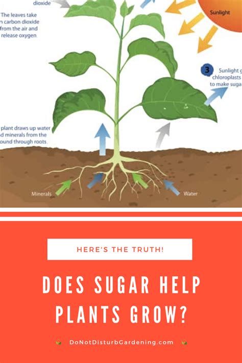 Can plants absorb sugar?