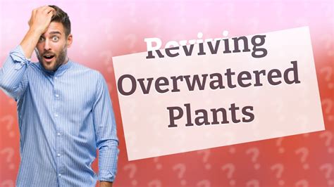 Can plants bounce back from overwatering?