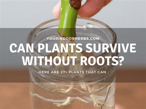 Can plants live and grow without roots?