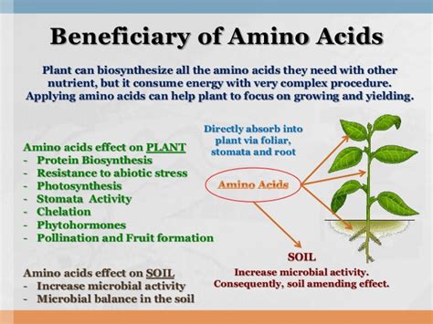 Can plants make all 20 amino acids?