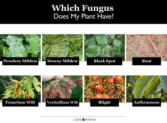 Can plants recover from fungus?