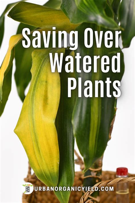 Can plants recover from overwatering?