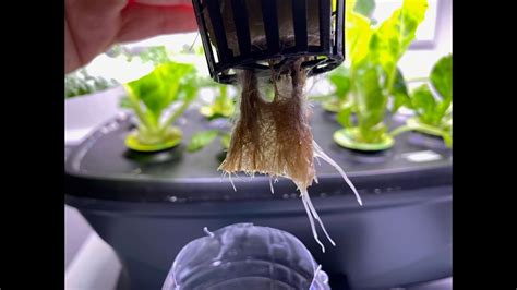Can plants recover from root rot hydroponics?