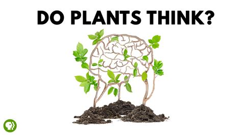 Can plants sense the world?