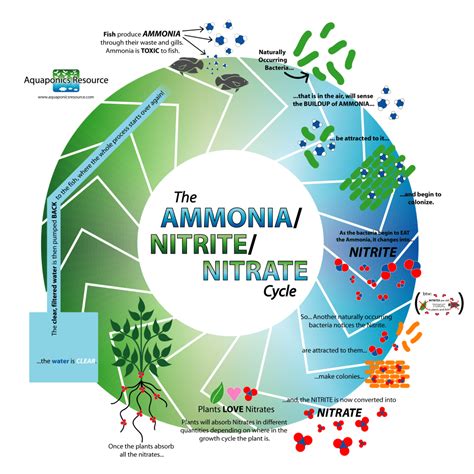 Can plants survive ammonia?