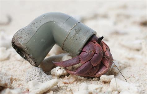 Can plastic hurt hermit crabs?