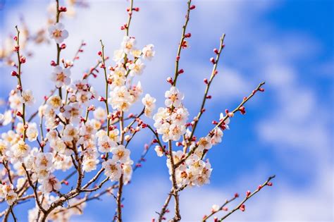 Can plum blossoms be white?