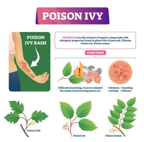 Can poison ivy come back every year?