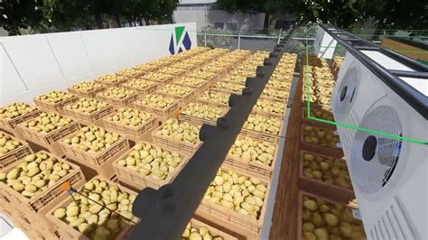 Can potatoes be stored in a cold room?