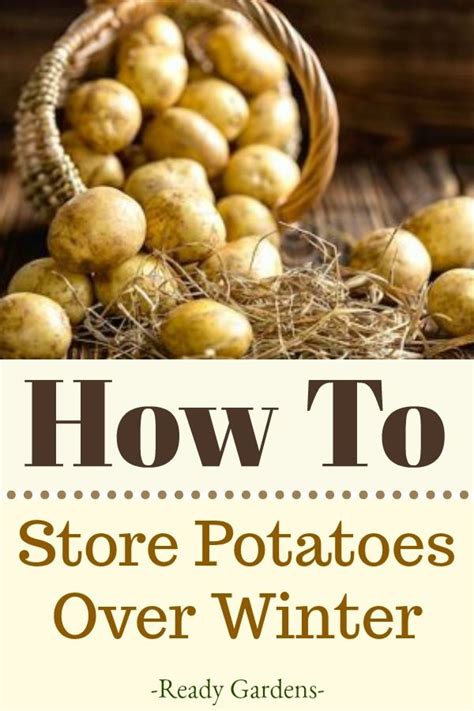 Can potatoes be stored outside in the winter?