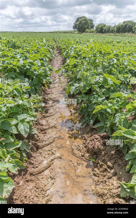 Can potatoes get waterlogged?