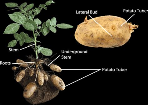 Can potatoes reproduce asexually?