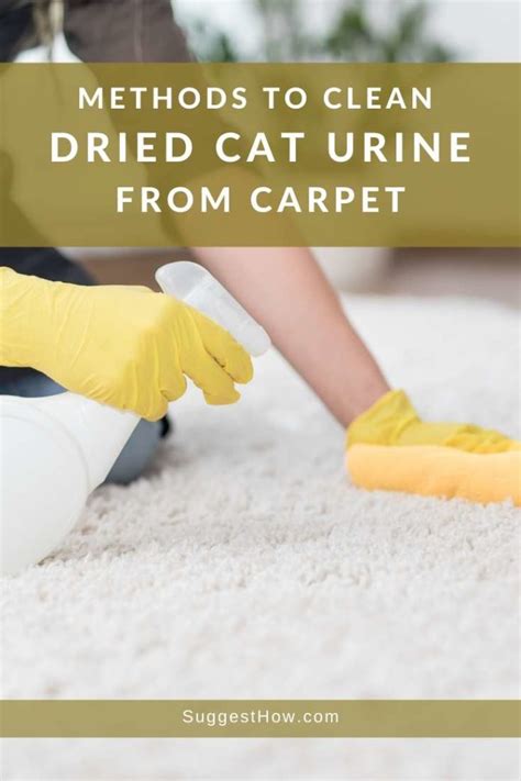 Can professional carpet cleaners remove cat urine?
