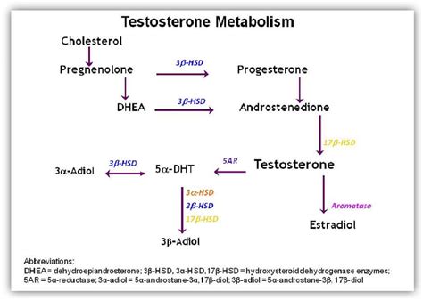 Can progesterone turn into DHT?