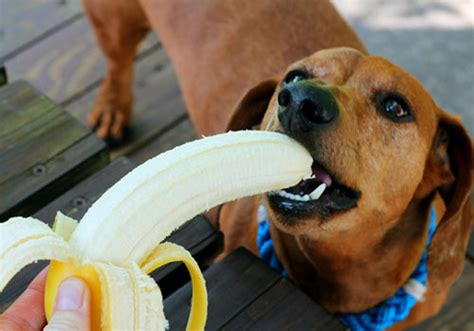Can puppies eat bananas?