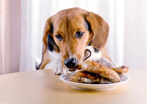 Can puppies eat chicken?