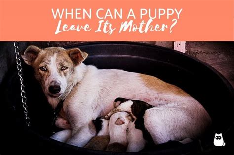 Can puppies leave mother at 5 weeks?
