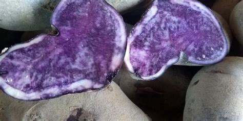 Can purple potatoes be toxic?
