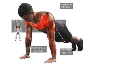 Can pushups build muscle?