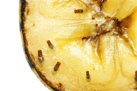 Can quake fruit fly?