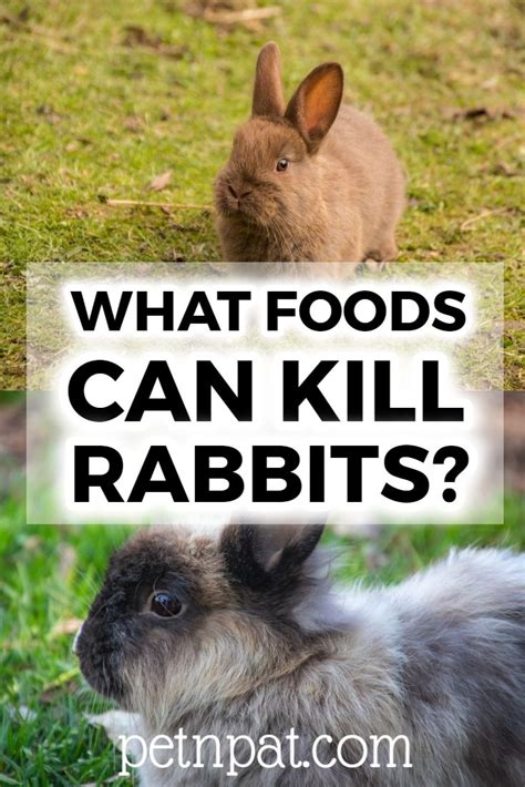 Can rabbits be killed as food?