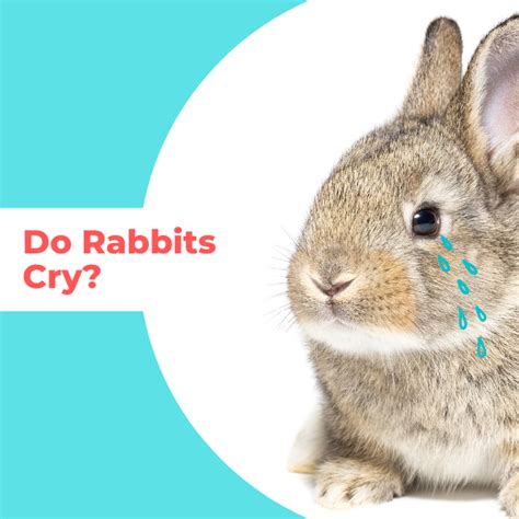 Can rabbits cry out?