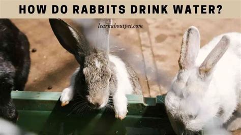Can rabbits drink rain water?