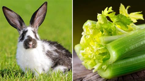 Can rabbits eat celery everyday?