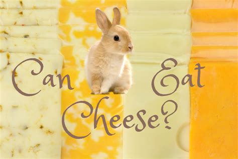 Can rabbits eat cheese?