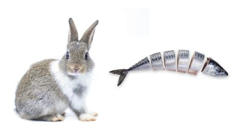Can rabbits eat fish oil?