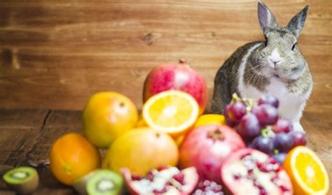 Can rabbits eat fruit everyday?