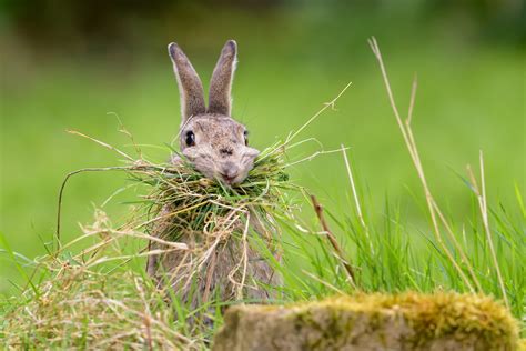 Can rabbits eat grass all day?