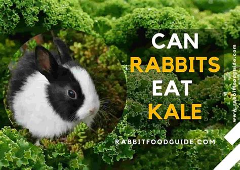 Can rabbits eat kale everyday?