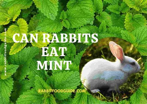 Can rabbits eat mint?