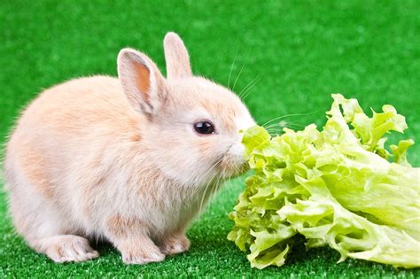 Can rabbits eat multi leaf lettuce?