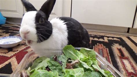 Can rabbits eat raw lettuce?
