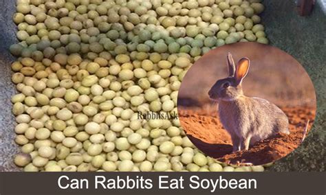 Can rabbits eat soy oil?
