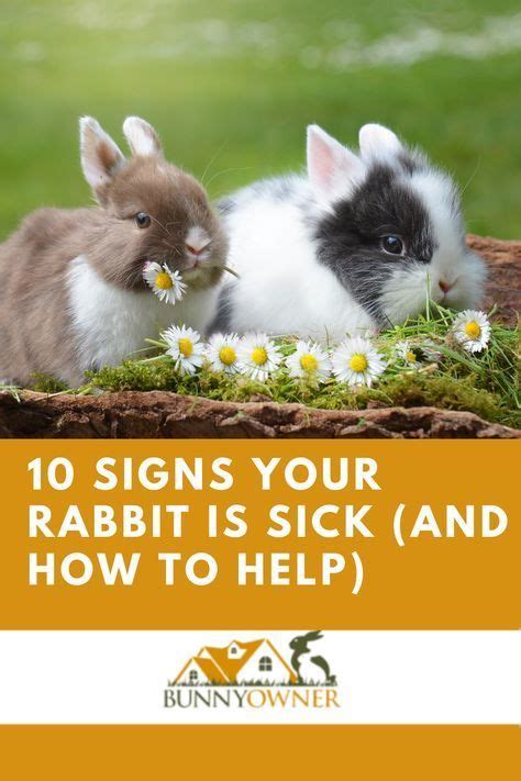 Can rabbits get sick from a dirty cage?
