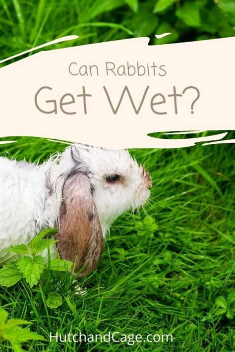 Can rabbits get wet?